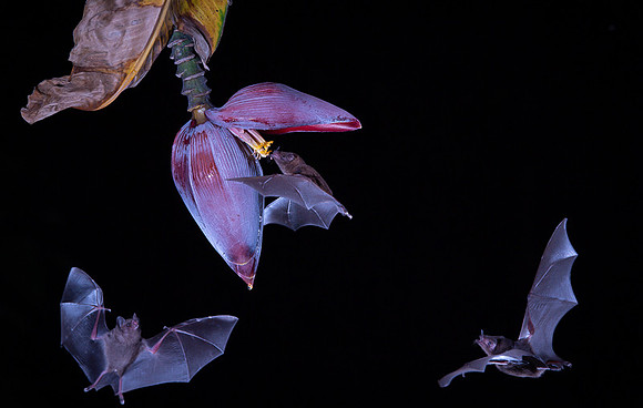 Nectar feeding bat