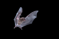 Nectar feeding bat