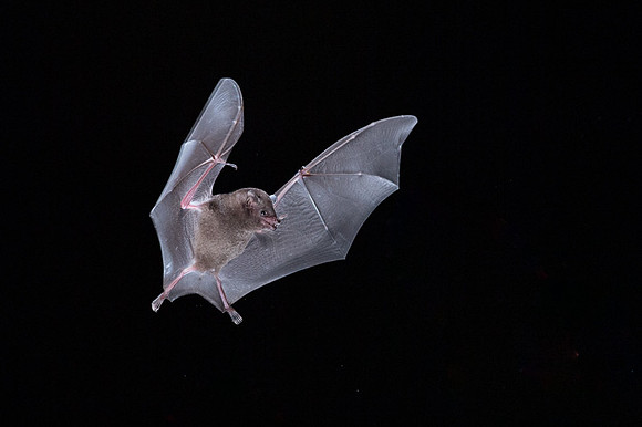 Nectar feeding bat