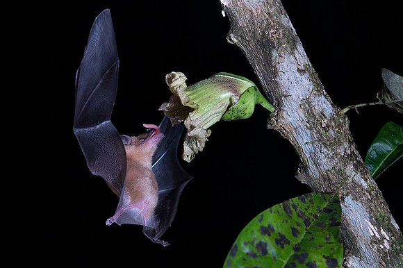 Nectar feeding bat