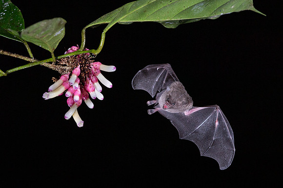 Nectar feeding bat