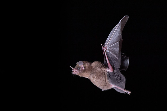 Nectar feeding bat