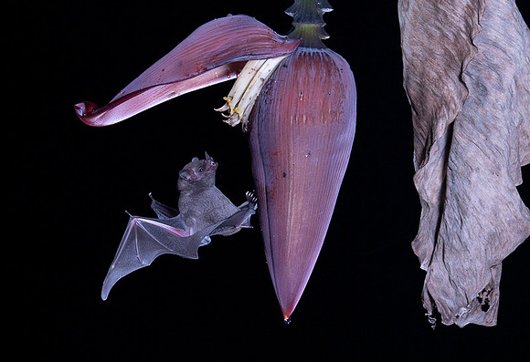 Nectar feeding bat