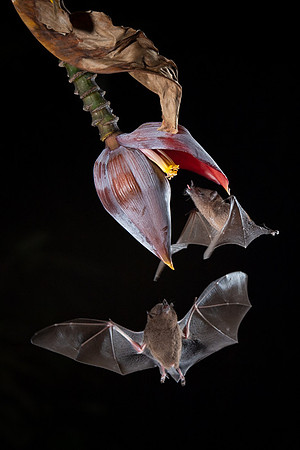 Nectar feeding bat