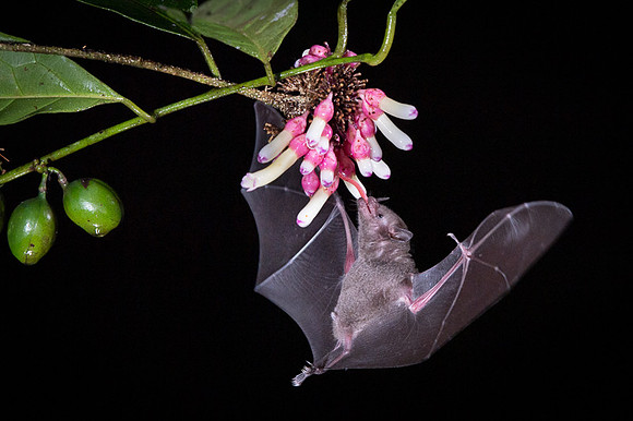 Nectar feeding bat