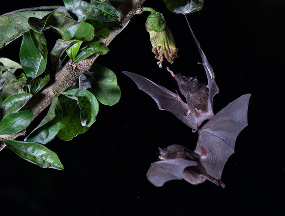 Nectar feeding bat