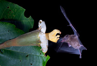 Nectar feeding bat