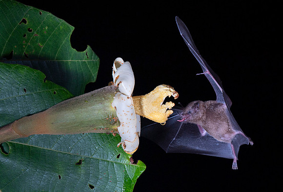Nectar feeding bat