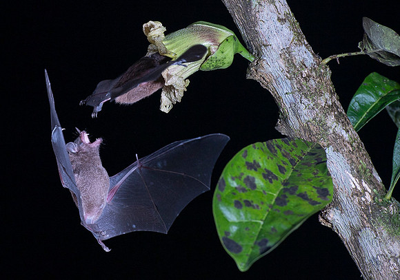 Nectar feeding bat