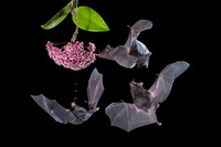 Nectar feeding bat