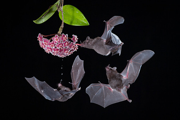 Nectar feeding bat