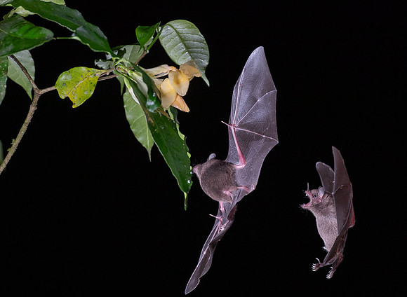 Nectar feeding bat