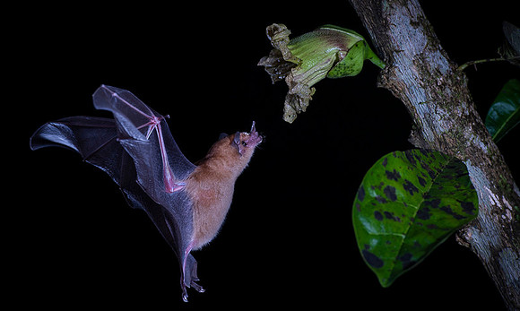 Nectar feeding bat