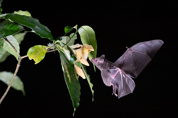 Nectar feeding bat