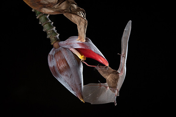 Nectar feeding bat