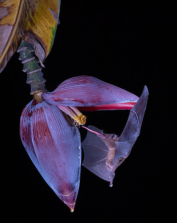Nectar feeding bat