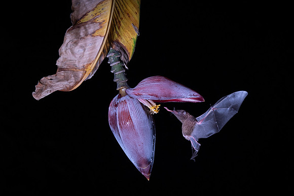 Nectar feeding bat