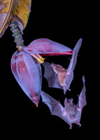 Nectar feeding bat