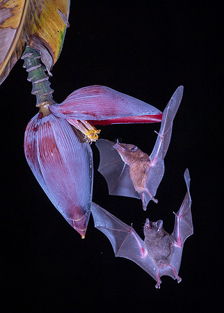 Nectar feeding bat