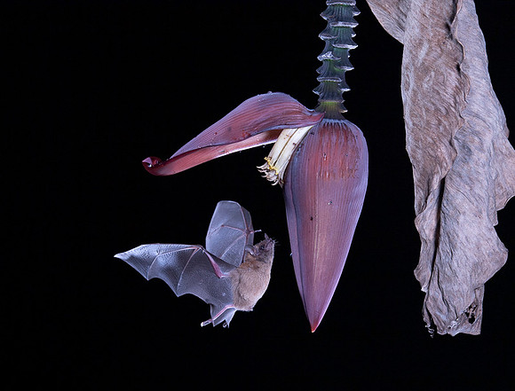 Nectar feeding bat