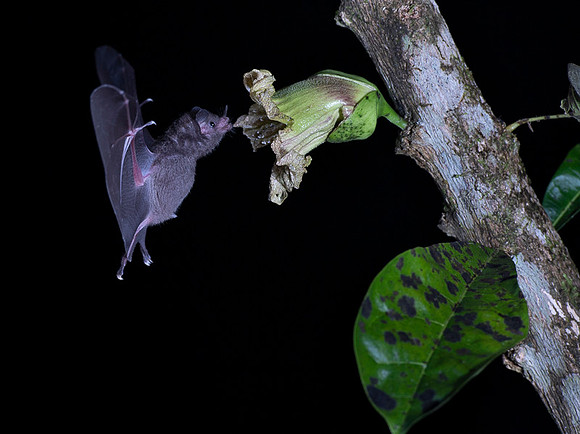 Nectar feeding bat