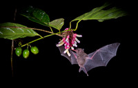 Nectar feeding bat