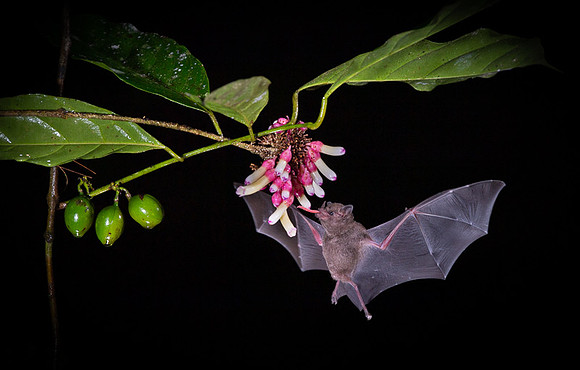 Nectar feeding bat