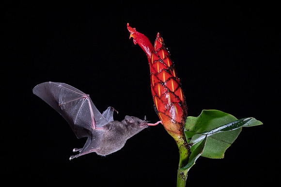 Nectar feeding bat