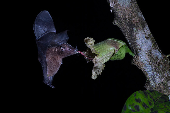 Nectar feeding bat