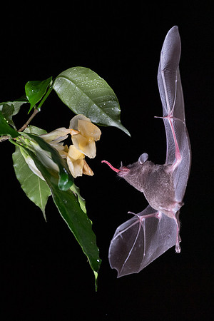 Nectar feeding bat