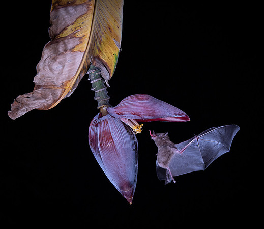 Nectar feeding bat