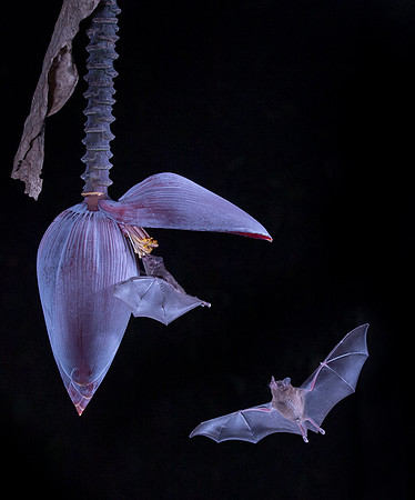 Nectar feeding bat