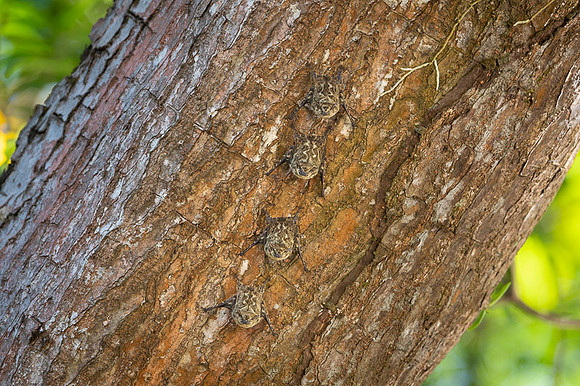 Bats