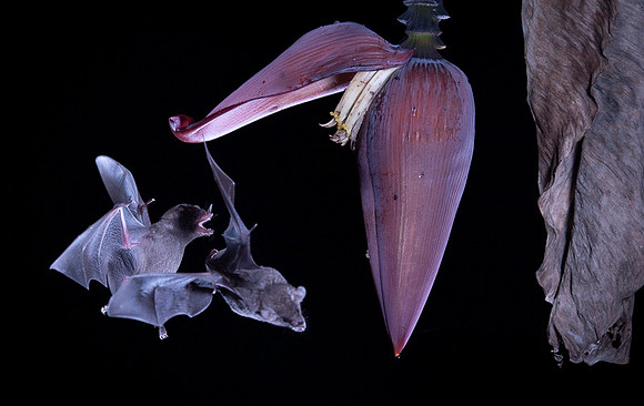 Nectar feeding bat