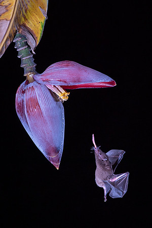 Nectar feeding bat