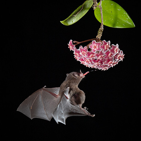 Nectar feeding bat