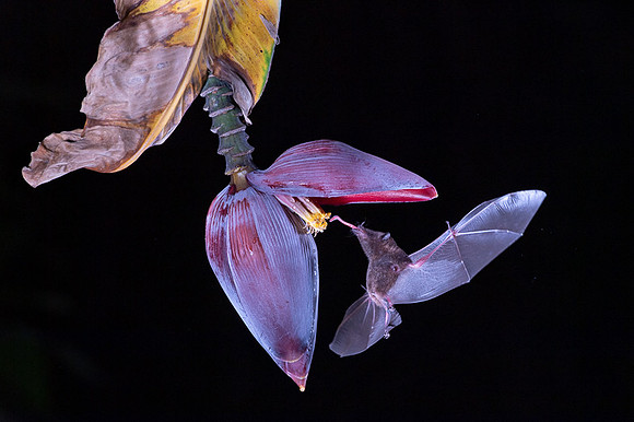 Nectar feeding bat