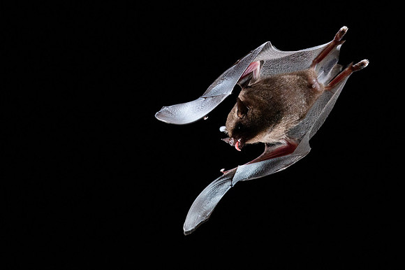 Nectar feeding bat