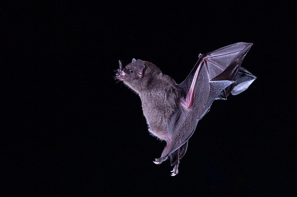 Nectar feeding bat