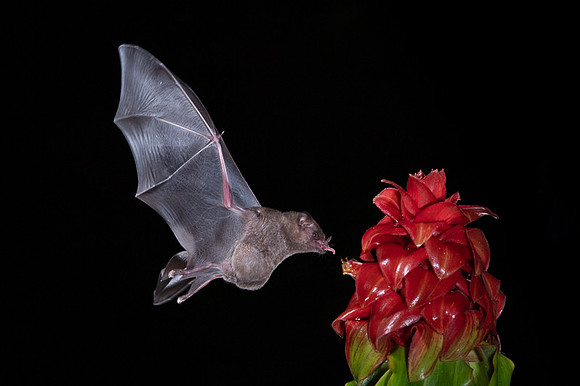 Nectar feeding bat