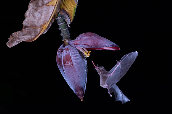 Nectar feeding bat
