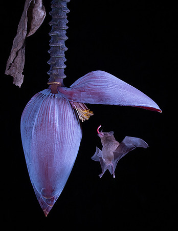 Nectar feeding bat