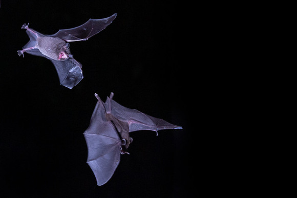 Nectar feeding bat