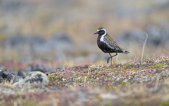 Pacific Golden Plover