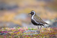 Pacific Golden Plover