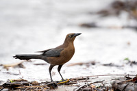 Great-tailed Grackle