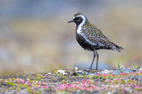 Pacific Golden Plover