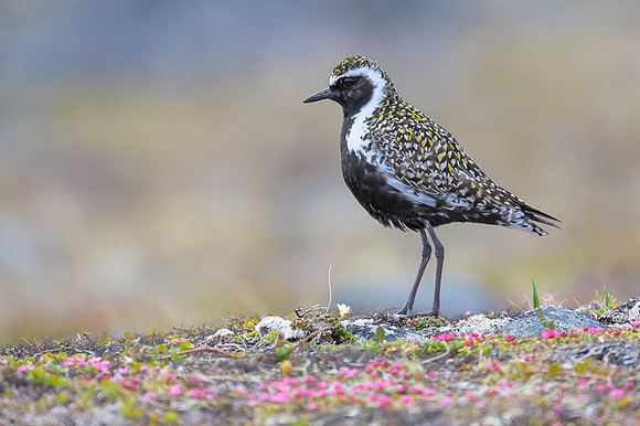 Pacific Golden Plover