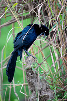 Great-tailed Grackle