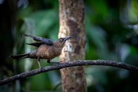 Great-tailed Grackle